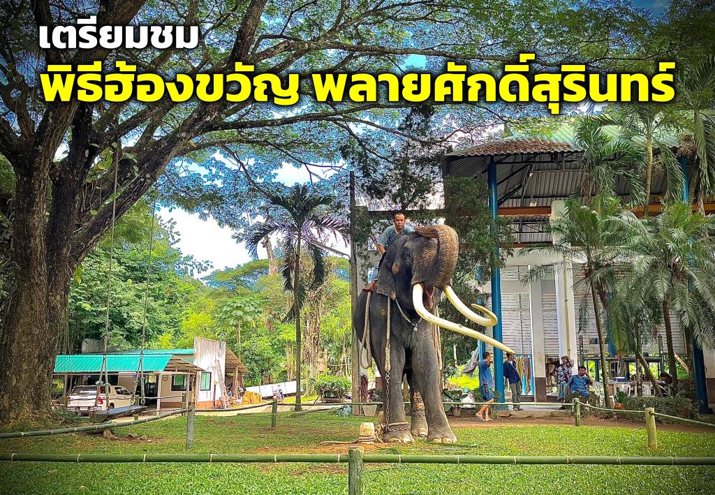 ภาพ: โรงพยาบาลช้าง ศูนย์อนุรักษ์ช้างไทย