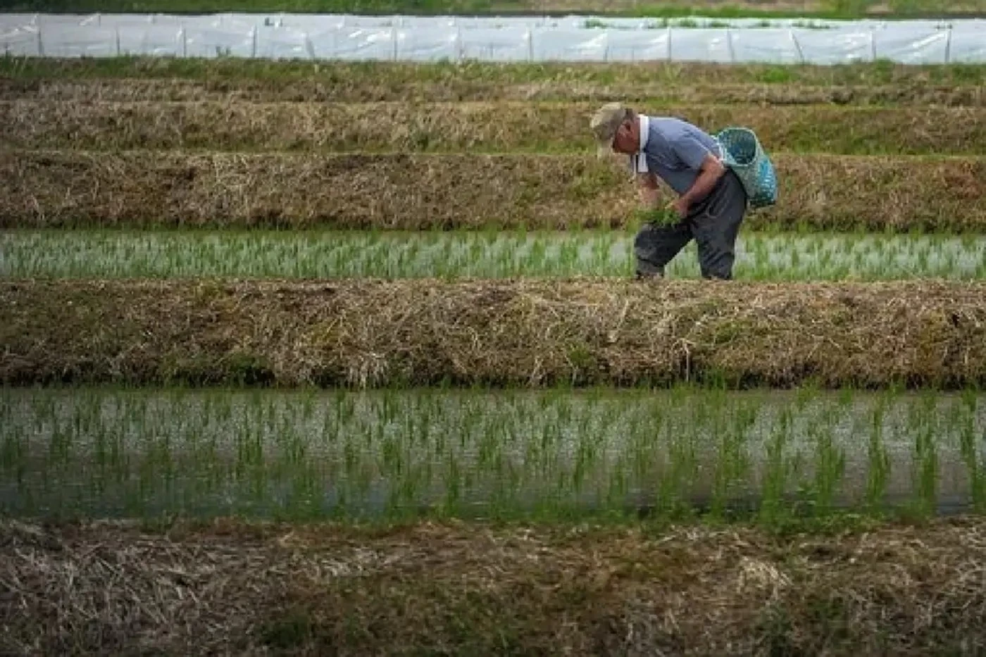 ราคาข้าวในเอเชียแพงสุดรอบ 15 ปี  'ข้าวไทย' ขายดีดันราคาพุ่ง