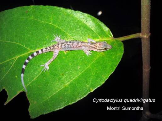 ตุ๊กแกป่าลายสี่ขีด ภาพ: Montri Sumontha